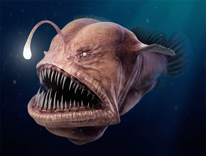 ##sc### Bộ cá Vây chân hay còn được gọi là anglerfish - nghĩa là "cá cần câu", loài cá này có một mấu thịt phát triển từ đầu trở thành cơ quan phát sáng có chức năng hoạt động như một mồi câu 