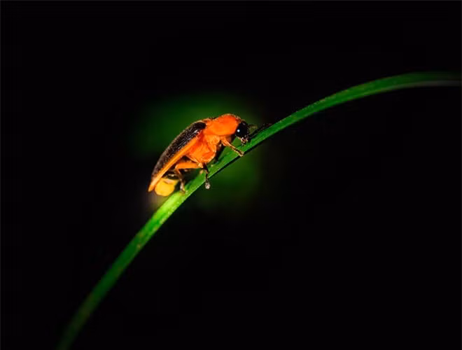  Đom đóm hay bọ phát sáng là những loài côn trùng cánh cứng nhỏ được gọi chung là họ Đom đóm có khả năng phát quang. Đom đóm là động vật tiêu biểu cho vùng ôn đới mặc dù phần lớn các loài sống ở vùng nhiệt và cận nhiệt đới 