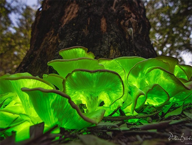 ##sc### Các vụ ngộ độc nấm thường xảy ra vào mùa đông xuân, là thời điểm các loại nấm sinh trưởng và phát triển. Vì thế, người dân tuyệt đối không nên lên rừng hái nấm hoang dại ăn 