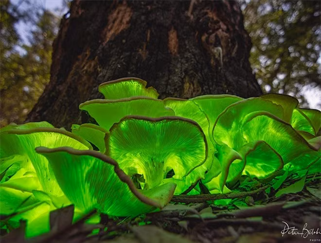  Các vụ ngộ độc nấm thường xảy ra vào mùa đông xuân, là thời điểm các loại nấm sinh trưởng và phát triển. Vì thế, người dân tuyệt đối không nên lên rừng hái nấm hoang dại ăn 