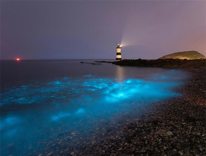 ##sc### Ngoài ra, theo các nhà khoa học, sinh vật phù du phát quang sinh học là tín hiệu thu hút, hỗ trợ sinh vật lớn hơn đến săn copepod - kẻ thù của sinh vật phù du 