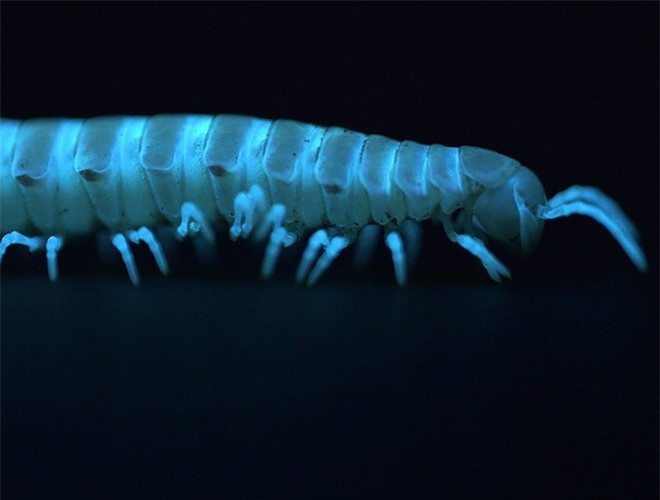 ##sc### Loài cuốn chiếu này bị mù, do đó chúng không thể quyến rũ nhau bằng ánh sáng, cũng không dùng ánh sáng để thu hút con mồi. Khả năng phát sáng chỉ là một cơ chế tự vệ kỳ quặc của loài sinh vật này 