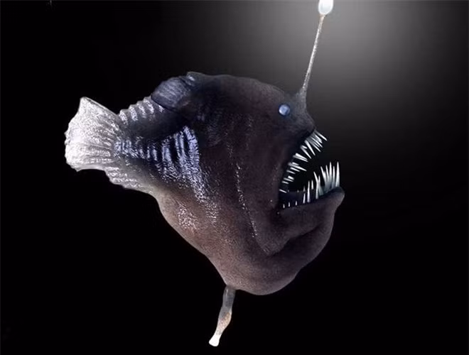  Được biết, cá Anglerfish được xem là "con quỷ" của đáy đại dương vì chúng có hàm răng vô cùng xấu xí nhưng lại vô cùng sắc nhọn, loài cá này thường sinh sống ở vùng biển sâu, không có ánh sáng 