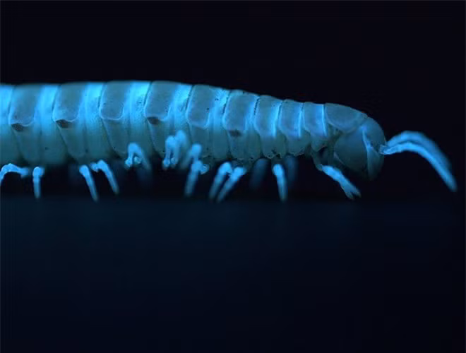  Loài cuốn chiếu này bị mù, do đó chúng không thể quyến rũ nhau bằng ánh sáng, cũng không dùng ánh sáng để thu hút con mồi. Khả năng phát sáng chỉ là một cơ chế tự vệ kỳ quặc của loài sinh vật này 