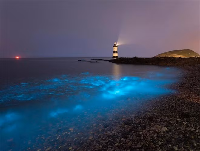  Ngoài ra, theo các nhà khoa học, sinh vật phù du phát quang sinh học là tín hiệu thu hút, hỗ trợ sinh vật lớn hơn đến săn copepod - kẻ thù của sinh vật phù du 