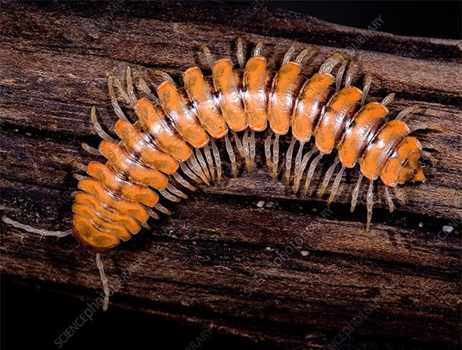 ##sc### Khi ánh sáng loài cuốn chiếu này phát ra không đủ để xua đuổi mối nguy hiểm, chúng còn rỉ chất độc xyanua và mùi hôi từ các chân nhỏ của mình 