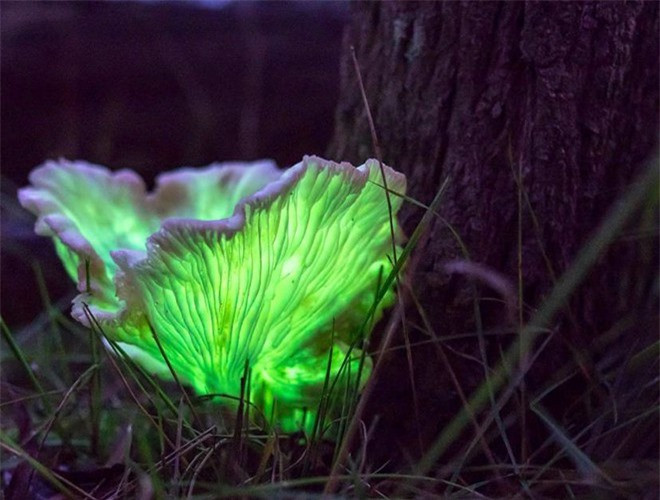 ##sc### Nấm ma được coi là một loài nấm độc có chứa hợp chất illudin - một chất phát quang hay còn gọi là chất lân tinh gây ngộ độc cho con người khi ăn phải 