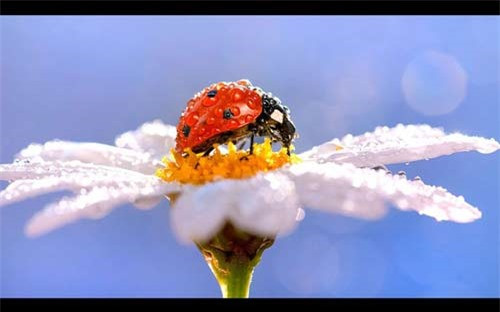 Bọ rùa đang hút phấn hoa 