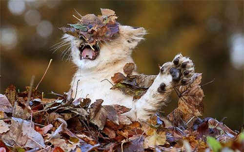 Sư tử cái Karis mới 11 tuần tuổi vui đùa bên đống lá thu vàng tại khu bảo tồn Blair Drummond (Anh) khiến nhiều người phải trầm trồ.