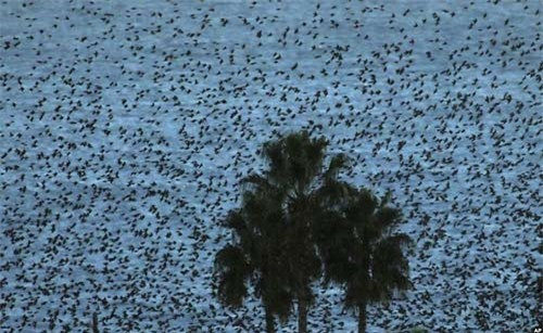 Bầy sáo đá bay trên Địa Trung Hải ở thành phố Nice, miền nam nước Pháp