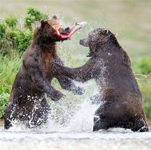 Thấy bạn cùng đi săn kiếm được con mồi ngon, gấu xám nảy sinh ý định cướp mồi đã dẫn đến trận ẩu đả dữ dội tung nước dưới dòng sông giữa hai kẻ đi săn. Toàn bộ cảnh tượng này đã được nhiếp ảnh gia người Mỹ Tin Man Lee, 36 tuổi, chụp lại tại Vườn quốc gia Katmai ở Alasska.