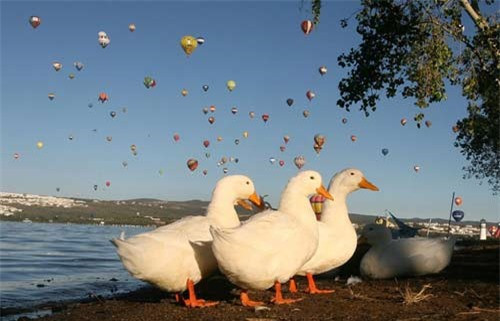 Đàn ông đang đi bộ ở đập Palote dưới chùm bóng bay được thả trong lễ hội kinh khí cầu thế giới