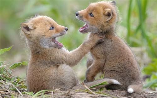 Hai con cáo mới một tháng tuổi đang trêu đùa tại Khu bảo tồn thiên nhiên Kronotsky, Nga.