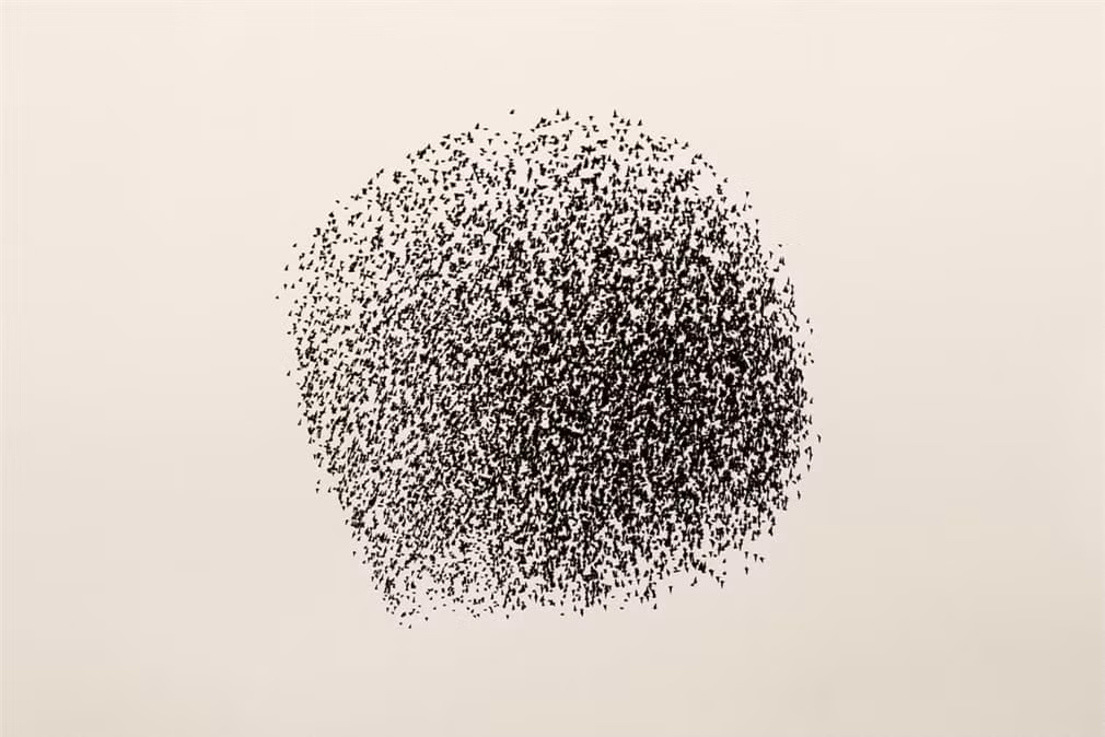 Hình dạng kỳ lạ như một mặt trời đen do bầy sáo đá tạo ra. Hiện tượng mặt trời đen xuất hiện ở một số nơi chim sáo đá đi qua nhưng nổi tiếng nhất vẫn là Đan Mạch.