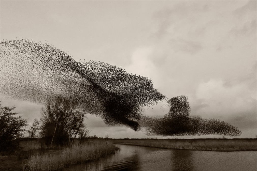 Đôi khi, chúng tụ thành hình giống một con chim khổng lồ trên bầu trời.