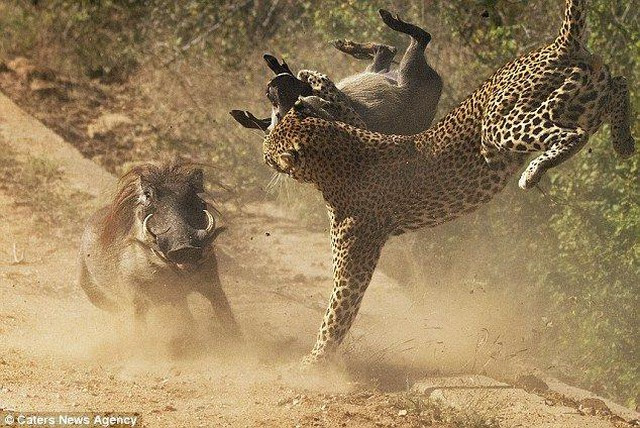 Khi suc manh tinh than lon hon noi so doi dien voi ke san moi-Hinh-2