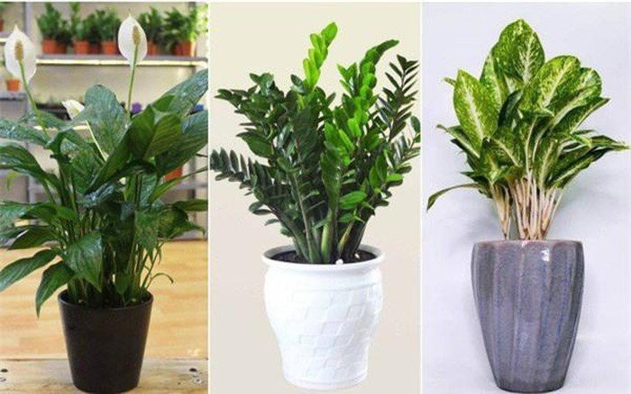 Nhà trồng 3 cây này là con cưng Thần Tài, cuộc đời giàu có Nha trong 3 cay nay la con cung Than Tai, cuoc doi giau co