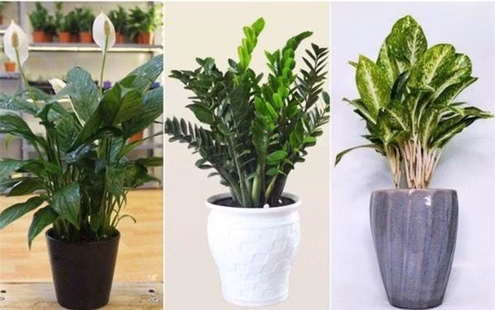 Nha trong 3 cay nay la con cung Than Tai, cuoc doi giau co