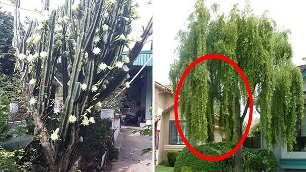 Nhà trồng 3 cây này là con cưng Thần Tài, cuộc đời giàu có - Hình 2 Nha trong 3 cay nay la con cung Than Tai, cuoc doi giau co-Hinh-2