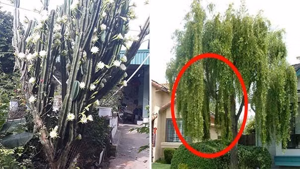 Nha trong 3 cay nay la con cung Than Tai, cuoc doi giau co-Hinh-2