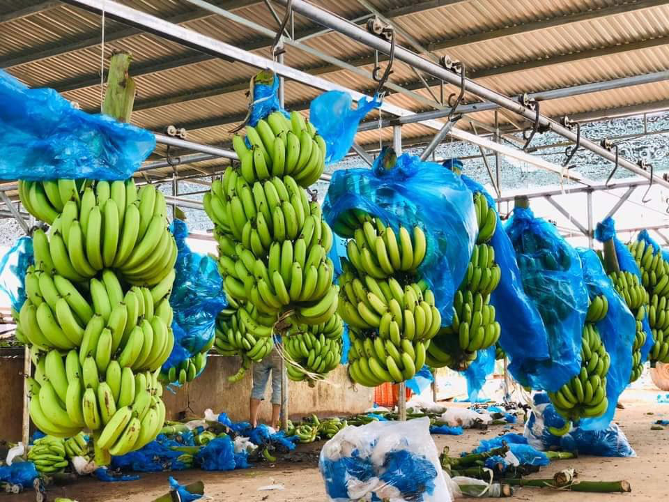 Bo 25 trieu dong mua ca vuon chuoi, tieu thuong thang dam-Hinh-3