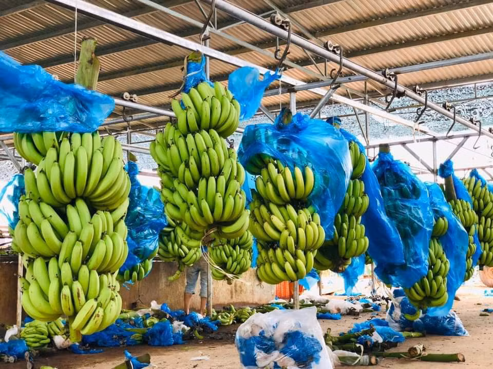 Bo 25 trieu dong mua ca vuon chuoi, tieu thuong thang dam-Hinh-3