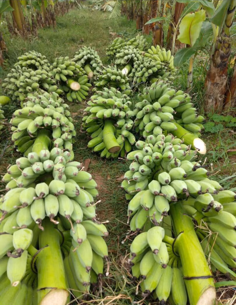 Bo 25 trieu dong mua ca vuon chuoi, tieu thuong thang dam-Hinh-2