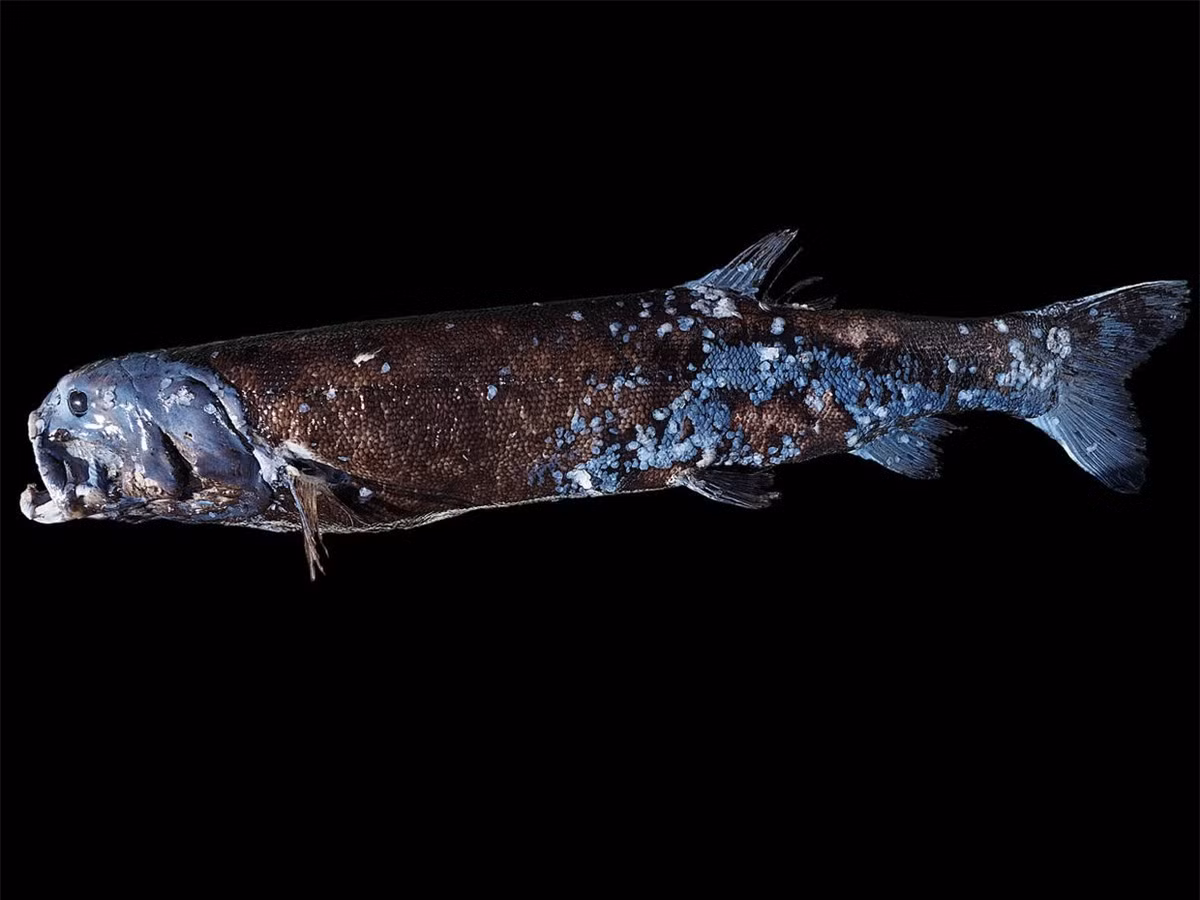 Kẻ săn mồi miệng đầy răng ở đáy vịnh sâu nhất tại Nhật Bản ảnh 1