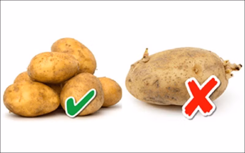 Chon khoai tay chi can nhin vao 1 diem la biet khoai bo bui