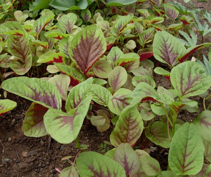 Ở nơi này rau dền ở đây được tôn vinh rau trường thọ bán đắt đỏ O noi nay rau den o day duoc ton vinh rau truong tho ban dat do