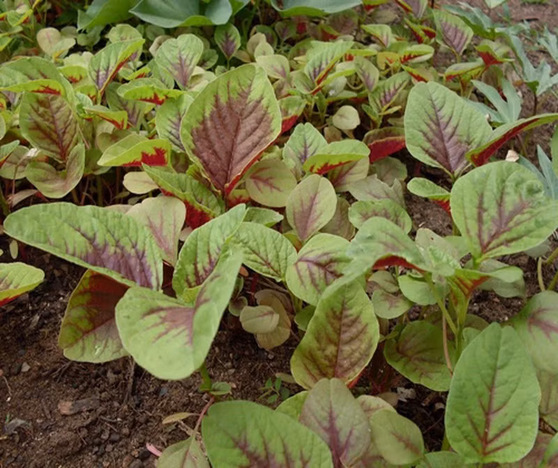 O noi nay rau den o day duoc ton vinh rau truong tho ban dat do