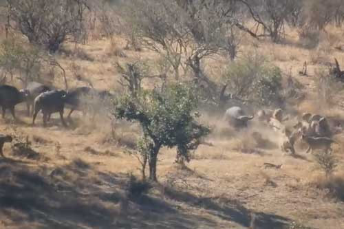 Dan trau rung hop suc danh duoi su tu cuu dong loai-Hinh-4