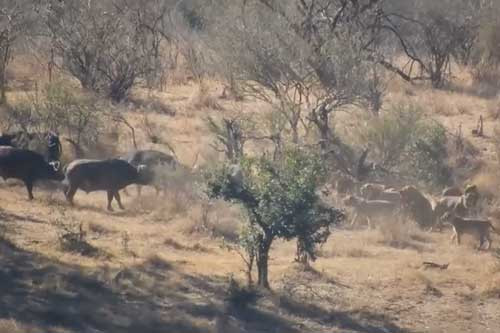 Dan trau rung hop suc danh duoi su tu cuu dong loai-Hinh-3