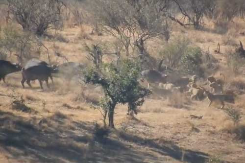 Dan trau rung hop suc danh duoi su tu cuu dong loai-Hinh-2