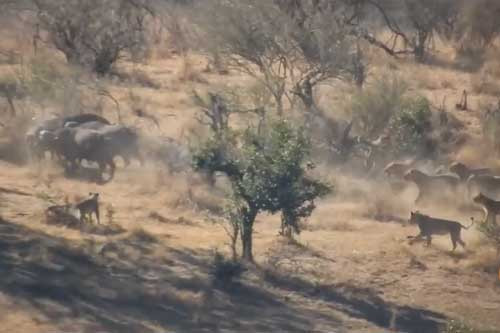 Dan trau rung hop suc danh duoi su tu cuu dong loai