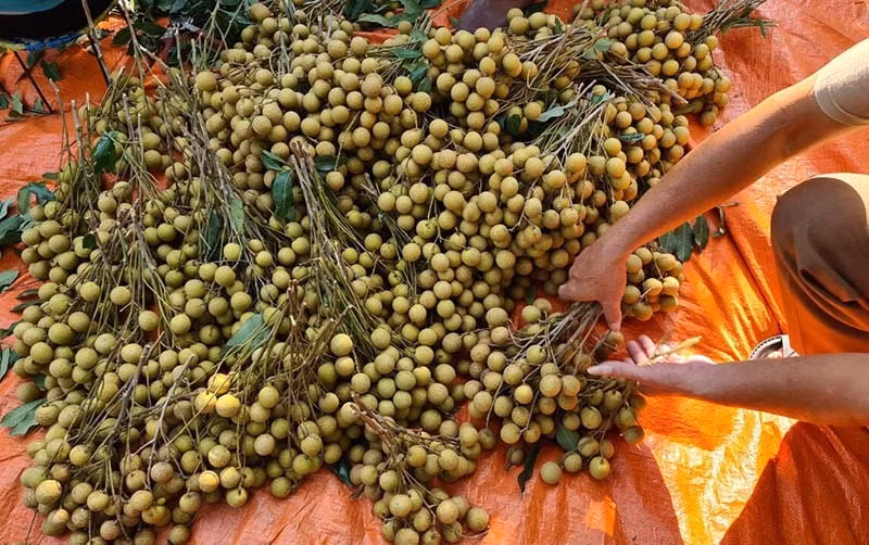 Dac san Song Ma rot gia, re hon rau van vang khach mua-Hinh-2