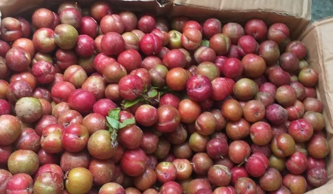 Man hau Moc Chau trai mua, nam nay gia re bat ngo-Hinh-2