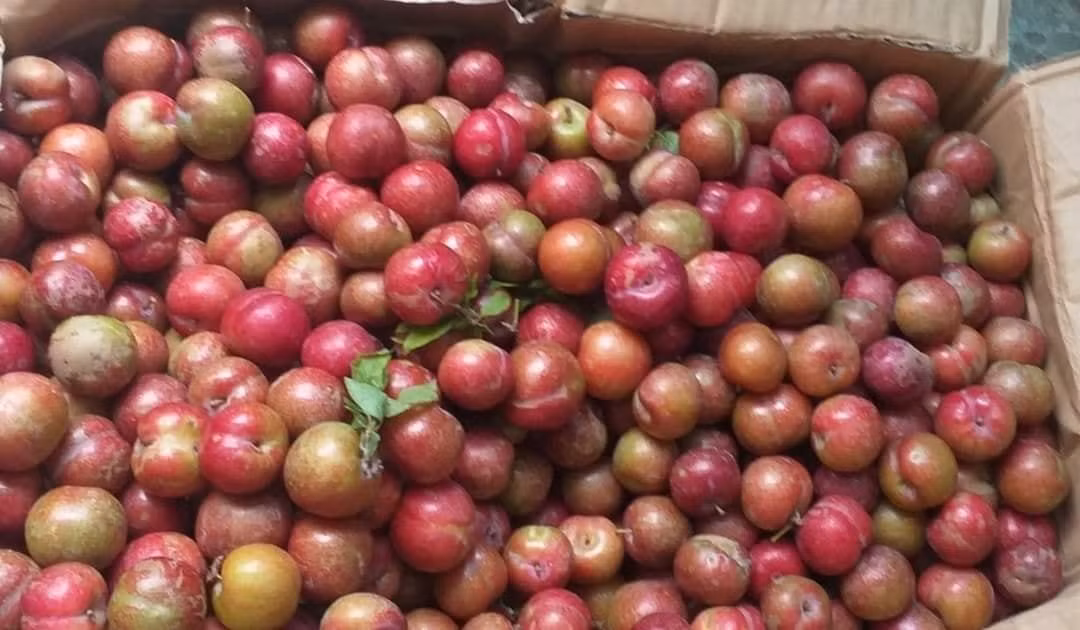 Man hau Moc Chau trai mua, nam nay gia re bat ngo-Hinh-2