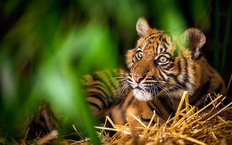 Nam Nham Dan, tre sinh vao 3 thang am lich nay gioi giang lon len thanh dat