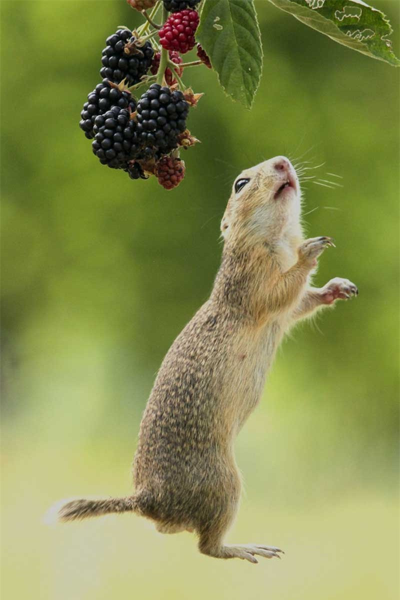 Nó lựa những quả mâm xôi chính mọng để hái ném xuống cho "đồng bọn".