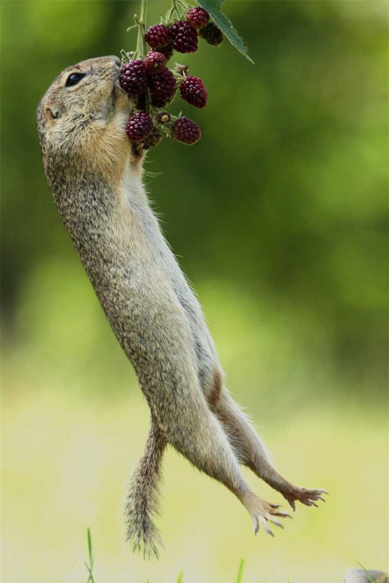 Chú sóc đu mình trên cành mâm xôi.