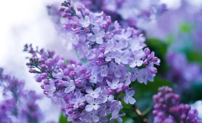 Sinh vao ngay Am lich nay, trong thang 12, thanh cong den toi tap