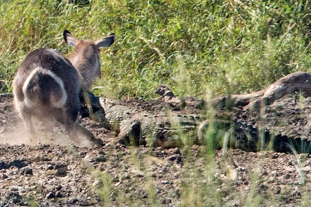 Chính điều này khiến con cá sấu không thể tung ra phát cắn thứ 2 để đoạt mạng linh dương.
