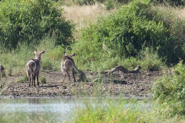 au ít phút giằng co, chú linh dương Waterbuck cũng thoát khỏi hàm cá sấu.