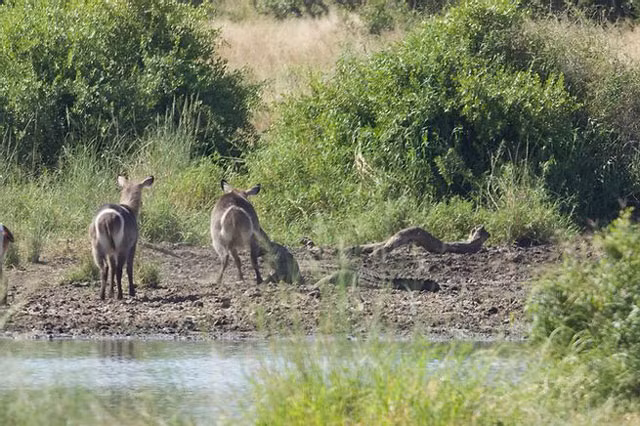 Sau ít phút giằng co, chú linh dương Waterbuck cũng thoát khỏi hàm cá sấu.