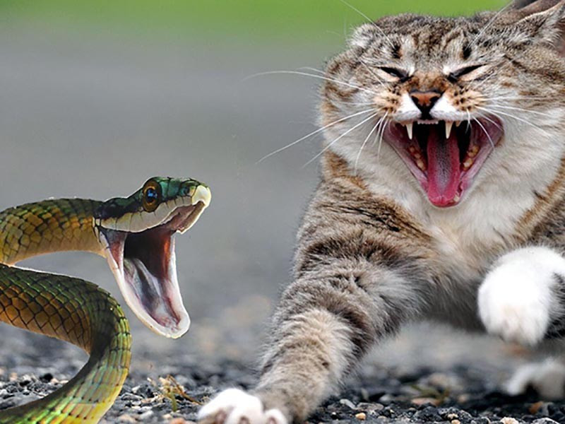 Đời sống - Muốn rắn không bò vào nhà chớ bỏ qua 3 mẹo nhỏ này (Hình 2).