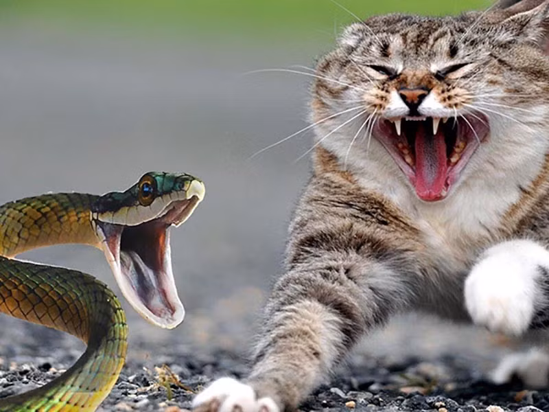 Đời sống - Muốn rắn không bò vào nhà chớ bỏ qua 3 mẹo nhỏ này (Hình 2).