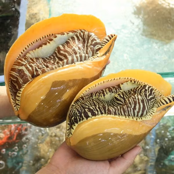 Hai san sieu khung bat ngo ban tren cho mang, nua trieu/con khach dat toi tap