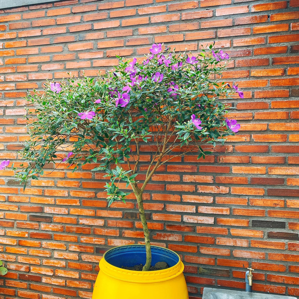 Ngoi nha o My Tho xay moc mac va trang tri tu nhieu do tai che-Hinh-3