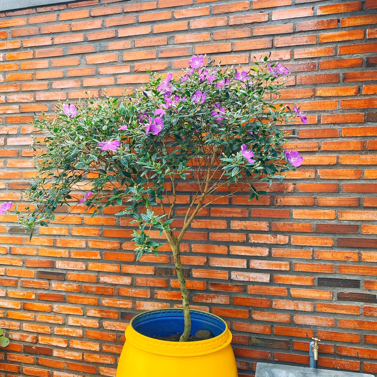 Ngoi nha o My Tho xay moc mac va trang tri tu nhieu do tai che-Hinh-3